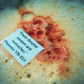 Wisdom Bath Bomb with Sandalwood Essential Oil
