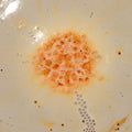 Orange bath bomb dissolving in water surrounded by white and orange foam and bubbles.